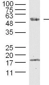 Western blot - Anti-SPOCK2 antibody (AB217044)