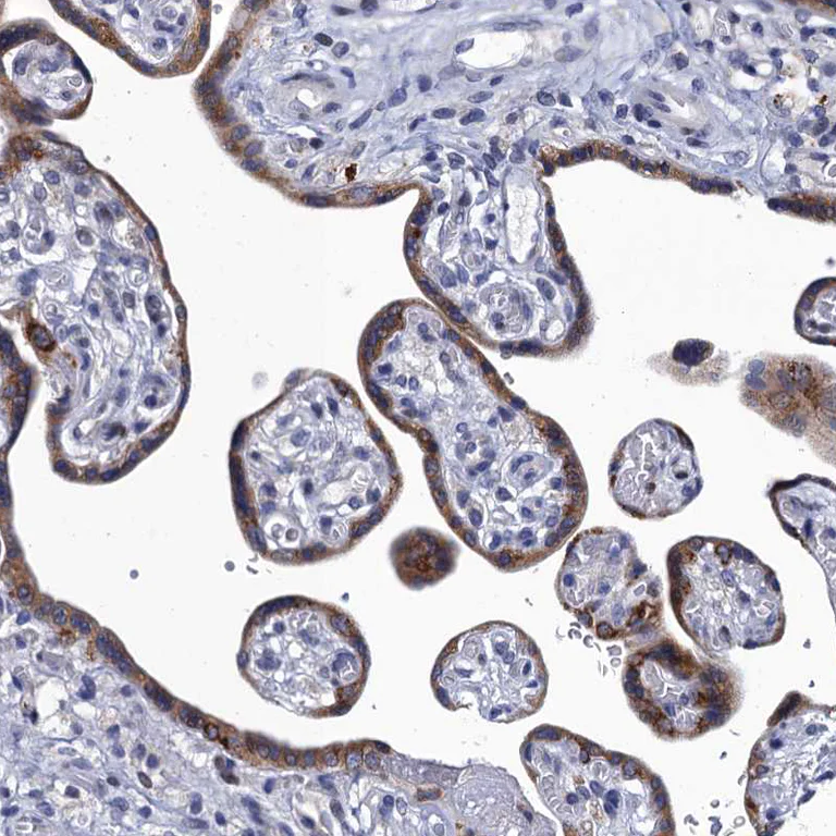 Immunohistochemistry (Formalin/PFA-fixed paraffin-embedded sections) - Anti-SPON2 antibody (AB215451)