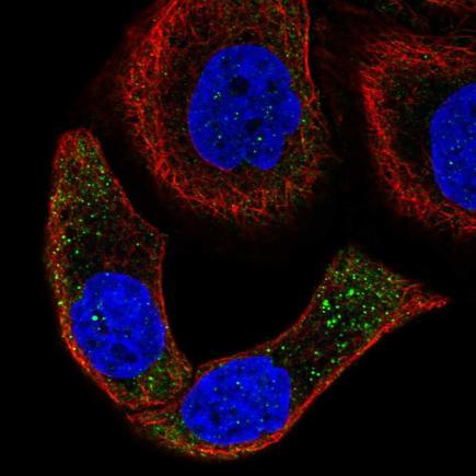 Immunocytochemistry/ Immunofluorescence - Anti-SPON2 antibody (AB221649), expandable thumbnail