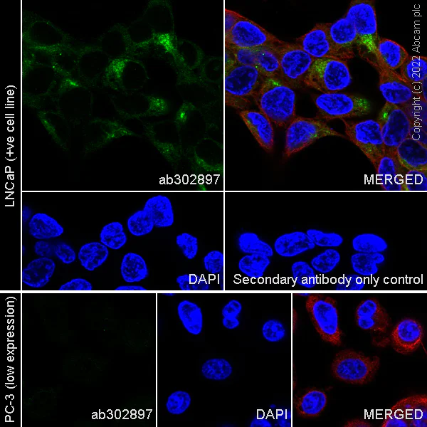 Immunocytochemistry - Anti-SPON2 antibody [EPR25828A-87] - BSA and Azide free (AB302898)