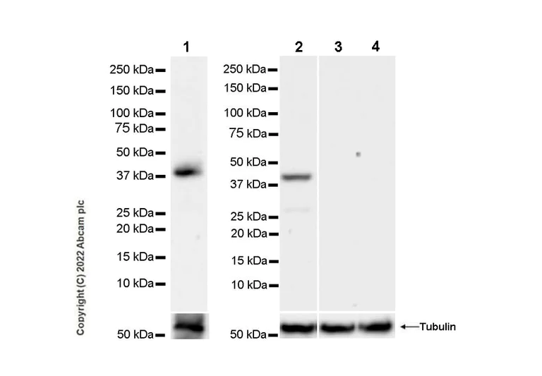 Western blot - Anti-SPON2 antibody [EPR25828A-87] - BSA and Azide free (AB302898)