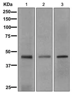 Western blot - Anti-SPON2 antibody [EPR9799] - BSA and Azide free (AB249672)