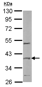 Western blot - Anti-SPOP antibody (AB137537)