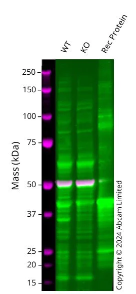 Western blot - Anti-SPOP antibody (AB137537)
