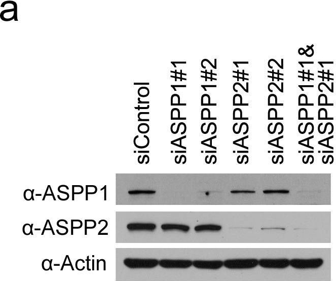 Western blot - Anti-SPOP antibody (AB137537)