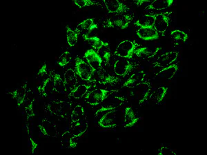 Immunocytochemistry/ Immunofluorescence - Anti-SPR antibody [EPR9290] (AB157194)
