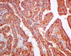 Immunohistochemistry (Formalin/PFA-fixed paraffin-embedded sections) - Anti-SPR antibody [EPR9290] (AB157194)