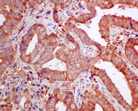 Immunohistochemistry (Formalin/PFA-fixed paraffin-embedded sections) - Anti-SPR antibody [EPR9290] (AB157194)