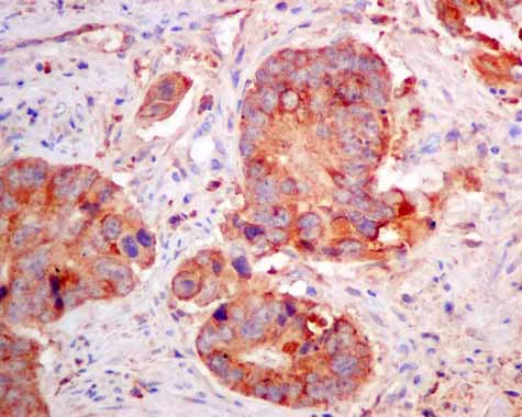Immunohistochemistry (Formalin/PFA-fixed paraffin-embedded sections) - Anti-SPR antibody [EPR9290] (AB157194)