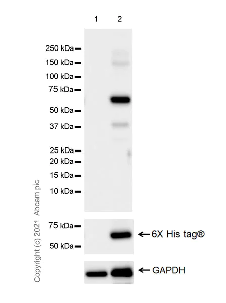Western blot - Anti-SPRED1 antibody [EPR24412-120] (AB271191)