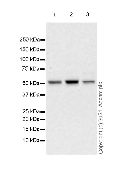 Western blot - Anti-SPRED1 antibody [EPR24412-120] - BSA and Azide free (AB282019)