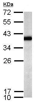 Western blot - Anti-Sprouty 4/Spry-4 antibody (AB228712)