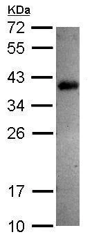 Western blot - Anti-Sprouty 4/Spry-4 antibody (AB228712)