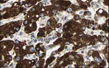 Immunohistochemistry (Formalin/PFA-fixed paraffin-embedded sections) - Anti-Sprouty 4/Spry-4 antibody (AB7513)