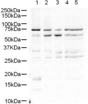 Western blot - Anti-Sprouty 4/Spry-4 antibody (AB7513)
