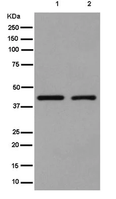 Western blot - Anti-Spry-2 antibody [EPR4318(2)(B)] (AB180527)