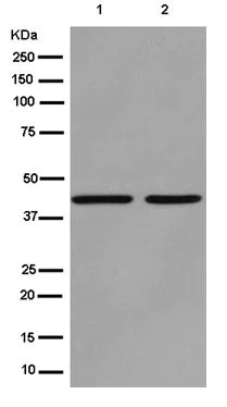 Western blot - Anti-Spry-2 antibody [EPR4318(2)(B)] - BSA and Azide free (AB250224)