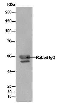 Western blot - Anti-Spry-2 antibody [EPR4318(2)(B)] - BSA and Azide free (AB250224), expandable thumbnail