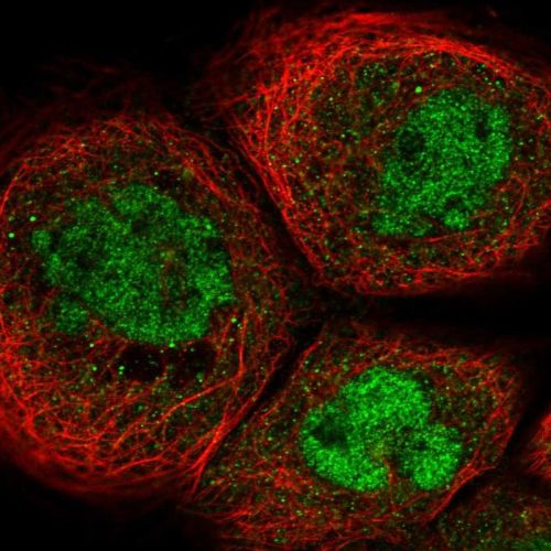 Immunocytochemistry/ Immunofluorescence - Anti-SPT5 antibody (AB244429), expandable thumbnail