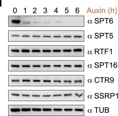 Western blot - Anti-SPT5 antibody [EPR5145(2)] (AB126592)