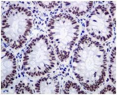 Immunohistochemistry (Formalin/PFA-fixed paraffin-embedded sections) - Anti-SPT5 antibody [EPR5145(2)] - BSA and Azide free (AB248118)