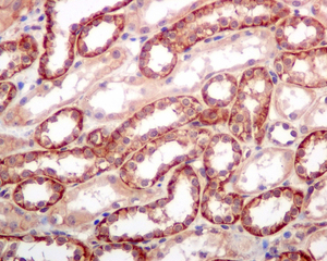Immunohistochemistry (Formalin/PFA-fixed paraffin-embedded sections) - Anti-SPTBN1 antibody [EPR5869] - BSA and Azide free (AB248042), expandable thumbnail