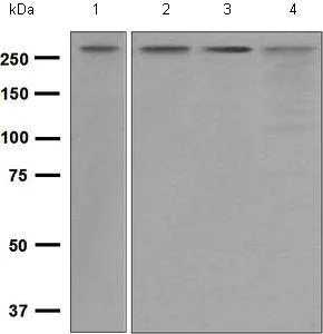 Western blot - Anti-SPTBN1 antibody [EPR5869] - BSA and Azide free (AB248042)