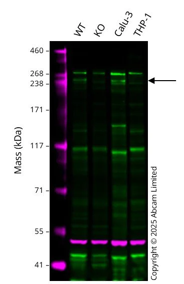 Western blot - Anti-SPTBN1 antibody [EPR5869] - BSA and Azide free (AB248042)