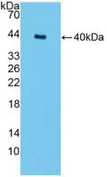 Western blot - Anti-SPTLC1 antibody (AB232847)
