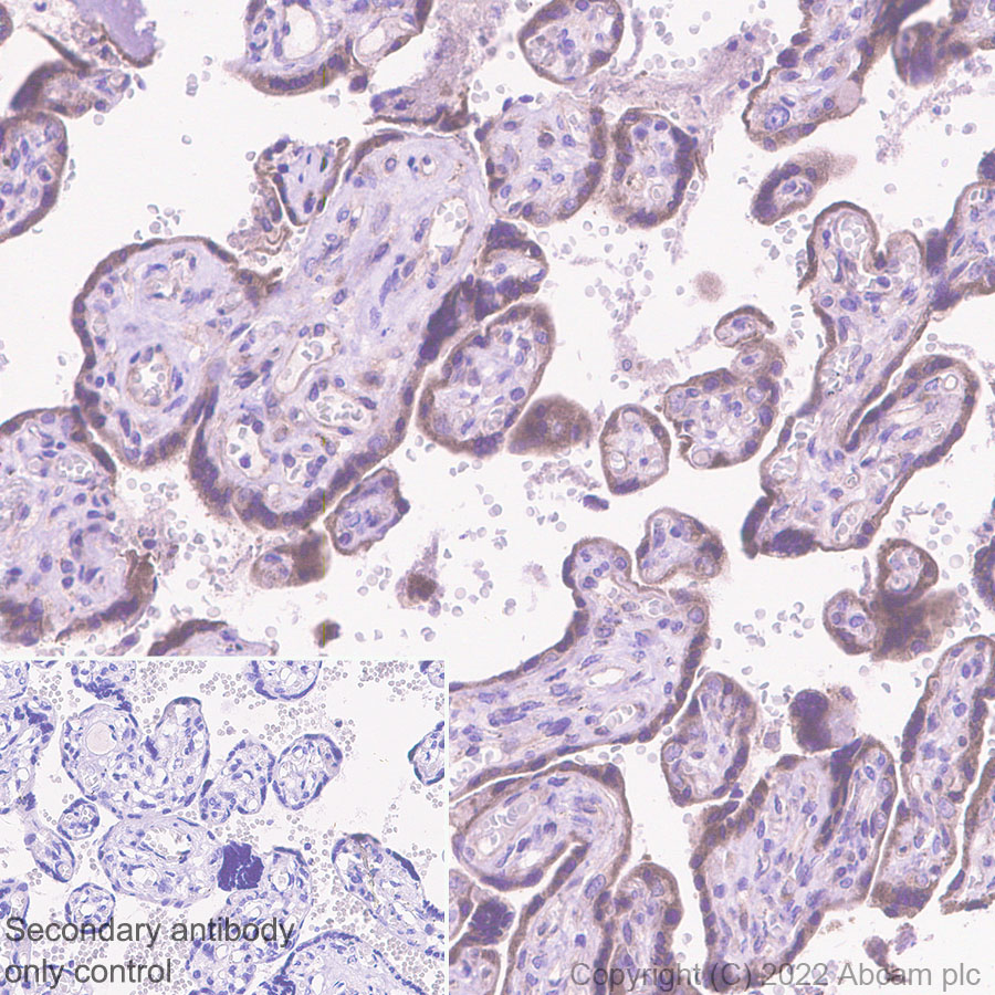 Immunohistochemistry (Formalin/PFA-fixed paraffin-embedded sections) - Anti-SPTLC1 antibody [EPR26226-136] (ab307552), expandable thumbnail
