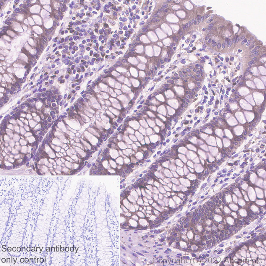 Immunohistochemistry (Formalin/PFA-fixed paraffin-embedded sections) - Anti-SPTLC1 antibody [EPR26226-136] (ab307552), expandable thumbnail