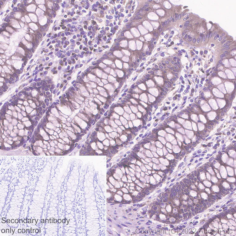 Immunohistochemistry (Formalin/PFA-fixed paraffin-embedded sections) - Anti-SPTLC1 antibody [EPR26226-136] - BSA and Azide free (AB307553)