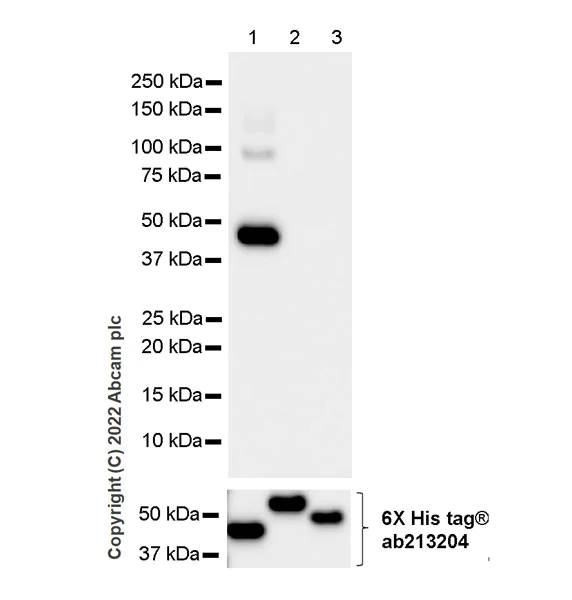 Western blot - Anti-SPTLC1 antibody [EPR26226-136] - BSA and Azide free (AB307553)