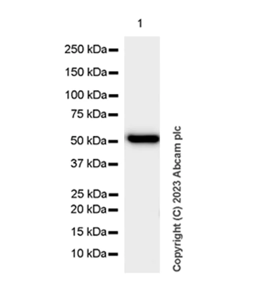 Western blot - Anti-SPTLC1 antibody [EPR26226-221] (AB315158)
