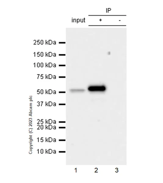 Immunoprecipitation - Anti-SPTLC1 antibody [EPR26226-221] - BSA and Azide free (AB315159)