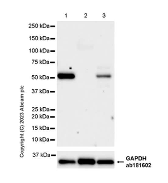 Western blot - Anti-SPTLC1 antibody [EPR26226-221] - BSA and Azide free (AB315159)