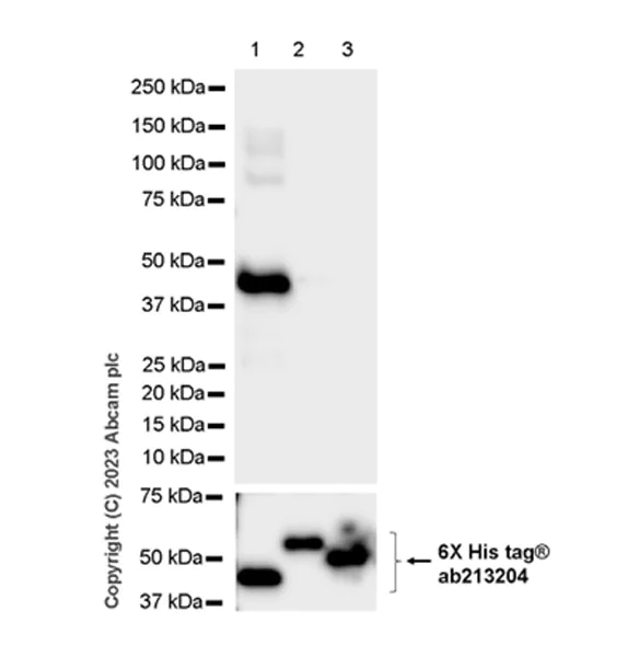 Western blot - Anti-SPTLC1 antibody [EPR26226-221] - BSA and Azide free (AB315159)