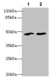 Western blot - Anti-SPZ1 antibody (AB235302), expandable thumbnail