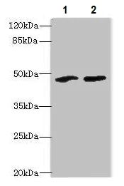 Western blot - Anti-SPZ1 antibody (AB235302)