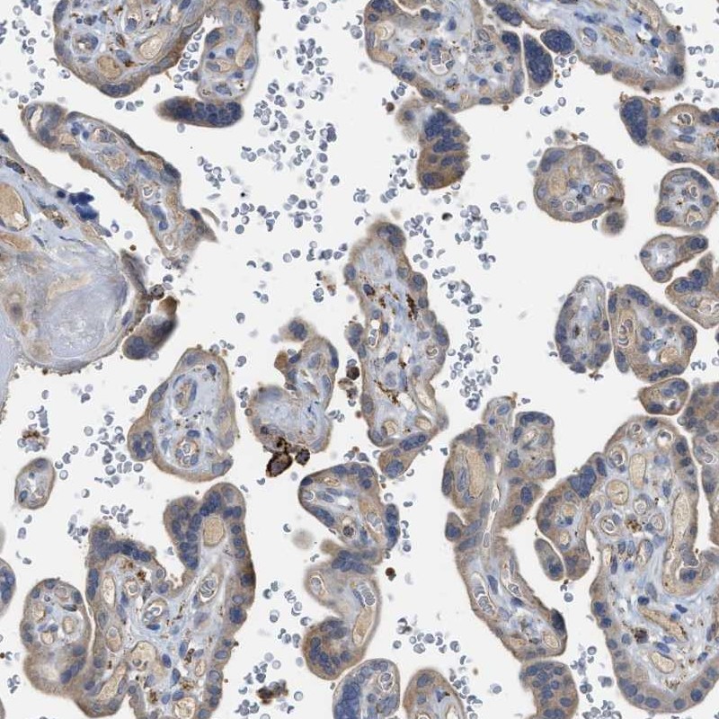 Immunohistochemistry (Formalin/PFA-fixed paraffin-embedded sections) - Anti-SQRDL antibody (AB272574)
