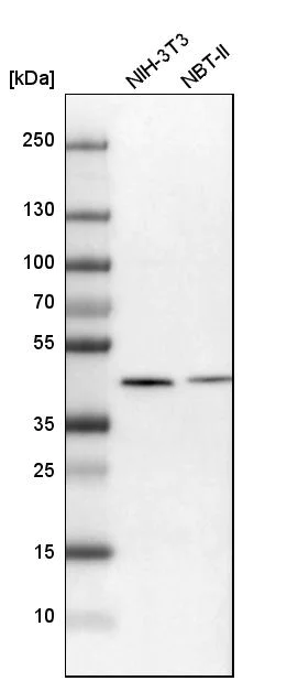 Western blot - Anti-SQRDL antibody (AB272574)