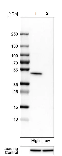 Western blot - Anti-SQRDL antibody (AB272574)
