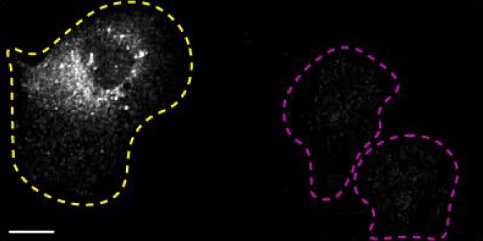 Immunocytochemistry/ Immunofluorescence - Anti-SQSTM1 / p62 antibody [2C11] - BSA and Azide free (AB56416), expandable thumbnail