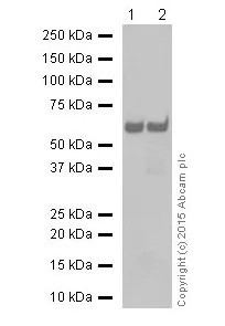 Western blot - Anti-SQSTM1 / p62 antibody [EPR18351] - Autophagosome Marker (AB207305)