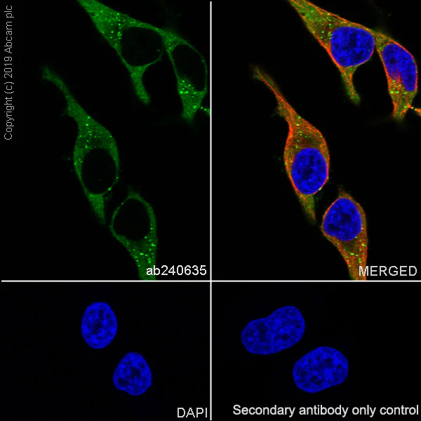 Immunocytochemistry/ Immunofluorescence - Anti-SQSTM1 / p62 antibody [EPR23101-103] - BSA and Azide free (AB269458)
