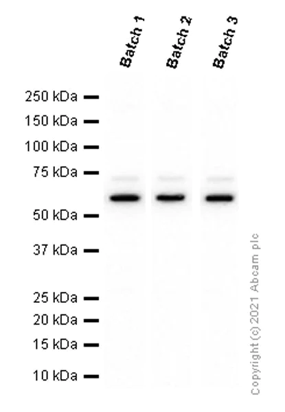 Western blot - Anti-SQSTM1 / p62 antibody [EPR4844] - BSA and Azide free (AB219581)