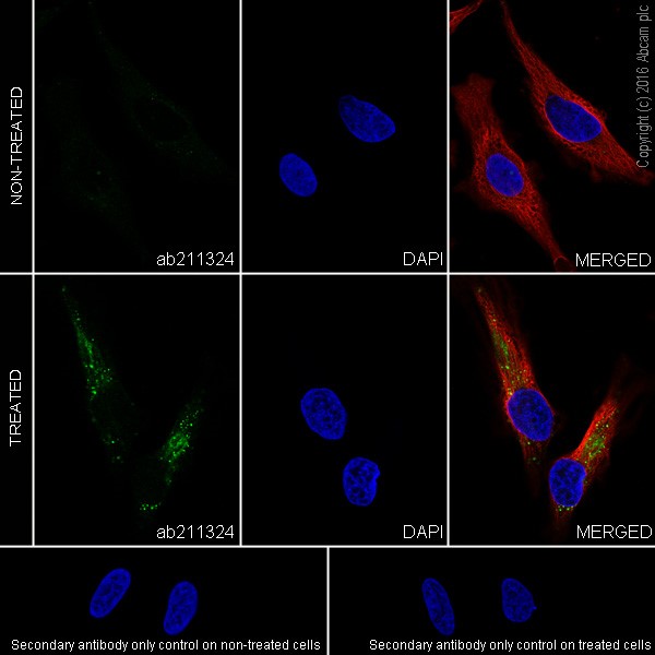 Immunocytochemistry/ Immunofluorescence - Anti-SQSTM1 / p62 (phospho S349) antibody [EPR20451] - BSA and Azide free (AB238445)
