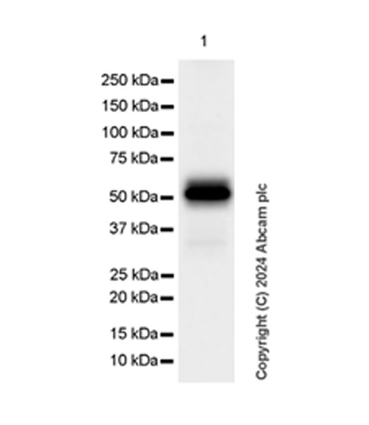 Western blot - Anti-Squalene Epoxidase antibody [EPR29195-89] - BSA and Azide free (AB317629)