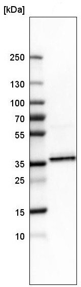 Western blot - Anti-SR protein repeat/SRSF6 antibody (AB244425), expandable thumbnail
