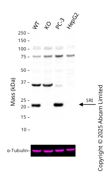 Western blot - Anti-SR1 antibody (AB71983)